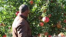 موسم حصاد ثمار الرمان في تونس (العربي الجديد)