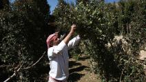 مزارع يمني يجمع أوراق القات (فرانس برس)