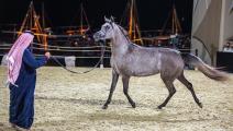 يضم المعرض 13 عملاً فنياً عن الخيول العربية الأصيلة (كتارا)