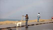 كلاب الشوارع في غزة (محمد الحجار)