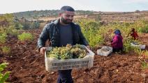مزارعون يجمعون محصول العنب في تركيا/فرانس برس