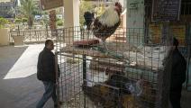 متجر دجاج في مصر/فرانس برس