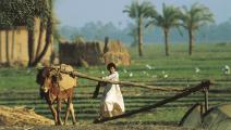 تتركز عمالة الأطفال المصريين في الزراعة (Getty) 