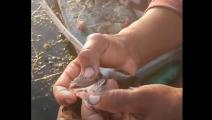 اكتشاف ديدان داخل أسماك نهر النيل (يوتيوب)