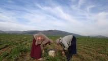 تونسيات يعملن في الزراعة (فتحي بلعيد/ فرانس برس)
