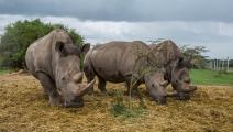 حيوانات وحيد القرن في كينيا (يان هوشار/ Getty)