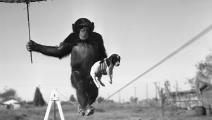 الشمبانزي (Getty) 