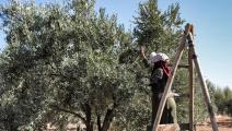 نساء سوريات وقطاف الزيتون في سورية (فرانس برس)