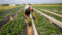 زراعة غزة (عبد الحكيم أبو رياش)