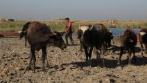 الجفاف يتفاقم في العراق (أرشد محمد/الأناضول)