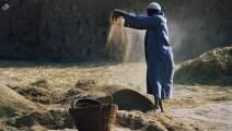 مزارع مصري يقوم بتنقية الأرز (Getty)