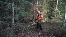 مهندس في غابة في جنوب فنلندا (أليساندرو رامباتسو/ فرانس برس)