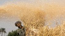 موسم حصاد القمح في مصر (خالد الدسوقي/ فرانس برس)