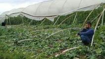 العواصف تدمر الزراعة المحية في الساحل السوري (صفحة الإعلام الزراعي في سورية)