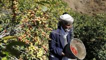 مخاوف من تصاعد أزمة الزراعة (محمد حمود/ Getty)