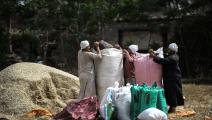 تعبئة القمح في مزرعة بمصر (getty)