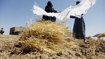 مزارعتان في حقل للقمح في صنعاء (محمد حمود/ Getty)