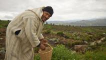 الزراعة في المغرب/Getty