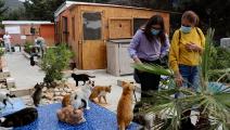 آلاف الإصابات بفيروس كورونا القطط في قبرص (إيتين توربي/فرانس برس)