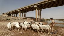 يجبر الجفاف عراقيين على مغادرة مناطقهم (أحمد الربيعي/فرانس برس)