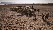 قطيع وجفاف في المغرب (فاضل سنّا/ فرانس برس)