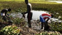 أدت فيضانات جنوب السودان إلى تضرر مزروعات (سيمون ماينا/ فرانس برس)