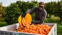 مهاجر أفريقي يعمل في جمع اليوسفي بمزرعة في جنوب إيطاليا/ Getty