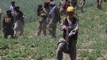 حملة لحركة طالبان ضد الهيروين ومزارع الخشخاش لإنتاج الأفيون (فرانس برس)