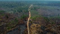إزالة غابات في الأمازون (ميكايل دانتاس/ فرانس برس)