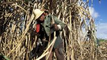 الجفاف يضرب محاصيل قصب السكر عالمياً(getty)