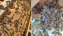 تراجع إنتاج عسل النحل في شمال سورية