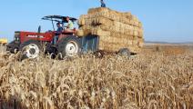 زراعة القمح في تونس/  فرانس برس