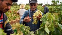زراعة العنب في المغرب/ فرانس برس