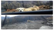 كلب ينتظر أصحابه شهرا في أنقاض منزلهم المحترق بكالفورنيا