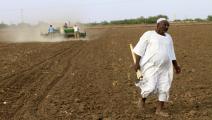 زراعة السودان (أشرف شاذلي/فرانس برس)