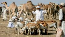 الثروة الحيوانية في السودان (Getty)