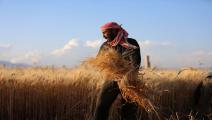 زراعة القمح في سورية / فرانس برس