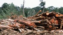 أستراليا- مجتمع-غابات تسمانيا/قطع أشجار-20-3-2016
