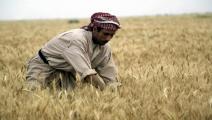 زراعة العراق (عصام السوداني/فرانس برس)