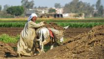 زراعة مصر (محمد الشاهد/فرانس برس)