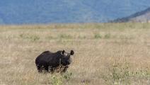 وحيد القرن الأسود (وولفغانغ كيلر/Getty)