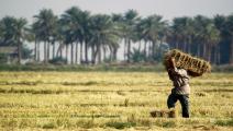 العراق/اقتصاد/الزراعة في العراق/18-03-2016 (فرانس برس)