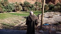 الزراعة في المغرب (Getty)