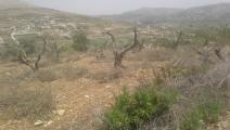 مستوطنون يقطعون أشجار الزيتون من أرض فلسطينية بنابلس(فيسبوك)