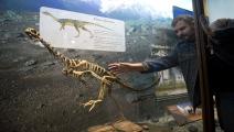 ديناصور الأرجنتين(إتان أبراموفيتش/فرانس برس)