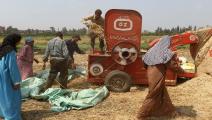 موسم حصاد القمح في مصر (خالد الدسوقي/فرانس برس)