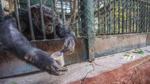 حديقة الحيوان في الجيزة في مصر - مجتمع