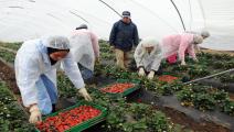عاملات الفراولة المغربيات بالمزارع الإسبانية (عبد الخالق سنة/فرانس برس)