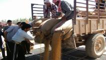 القمح السوري - غيتي