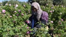 زراعة المغرب اقتصاد (فاضل سنا/فرانس برس)